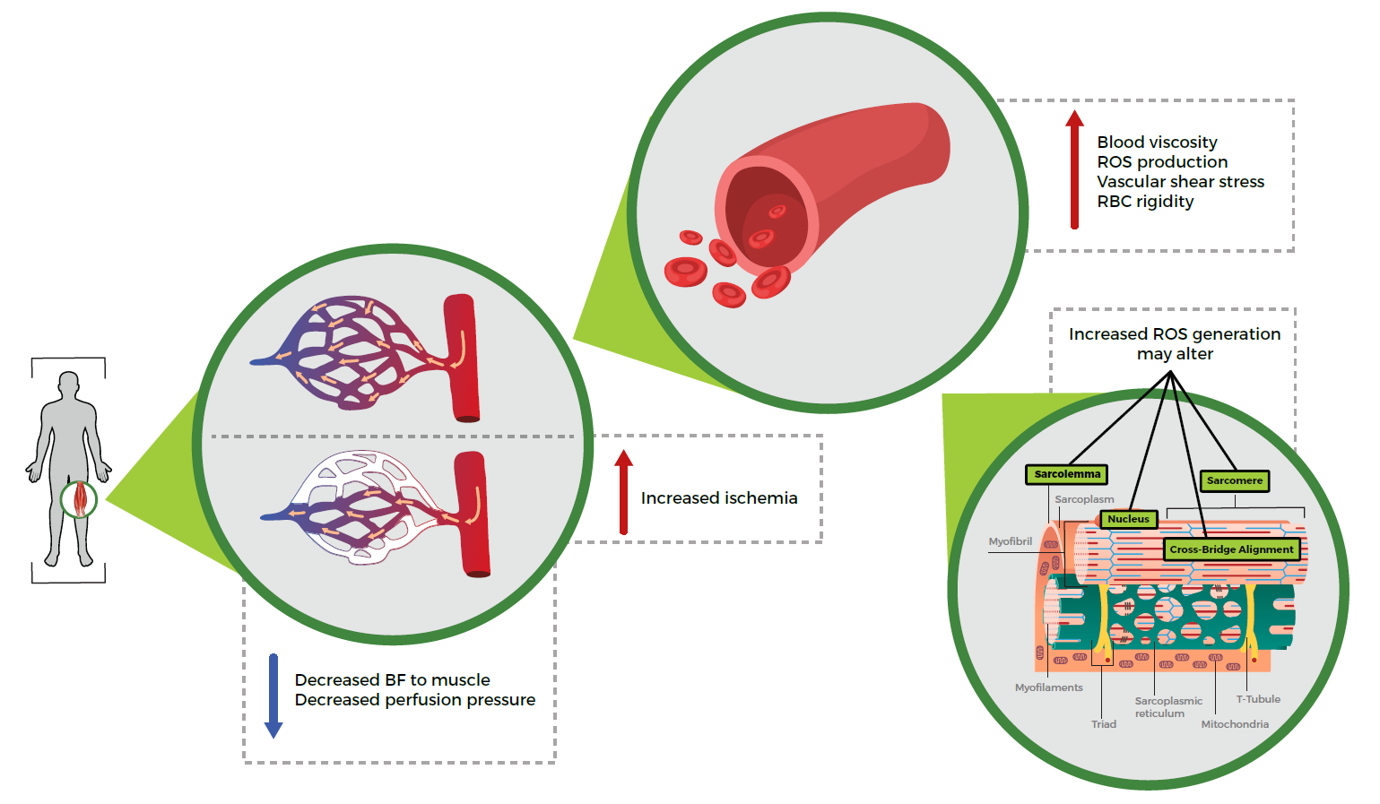 Nutritional health supplements