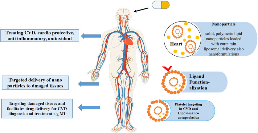 Nano curcumin supplements